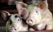  <p>Русия спря вноса на прасета и свинско от България</p> 