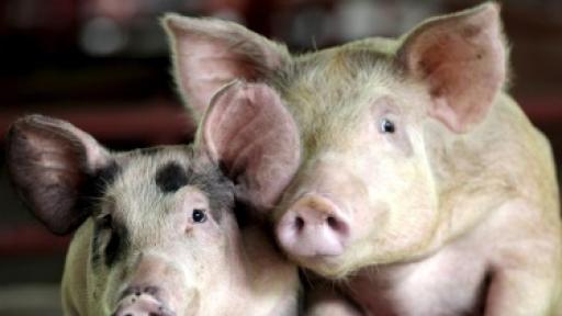  <p>Русия спря вноса на прасета и свинско от България</p> 