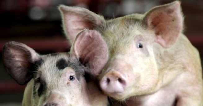Свят Русия спря вноса на свине и свинско от България