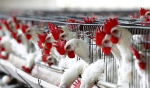 Подновяват изследванията върху птичия грип