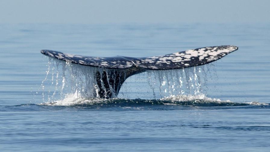 50 000 евро за повръщано от кит?