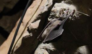 Прилепите създават карти за навигация в паметта си