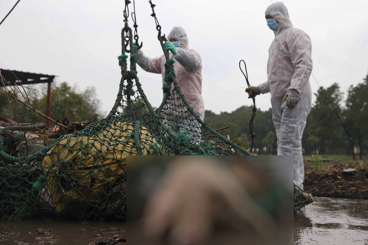 Хиляди свински трупове в реката, захранваща Шанхай с вода