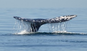 Ушната кал разказва живота на китовете