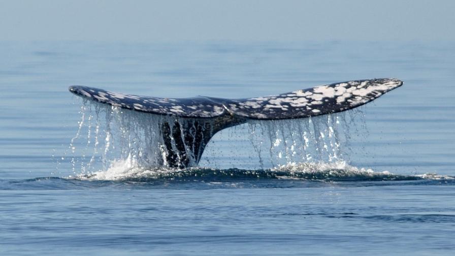 Над 20 кита бяха намерени мъртви в Чили