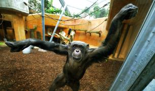 Намериха фосили от най-древния примат