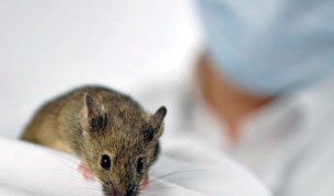 Учени удължиха живота на мишки с 35%