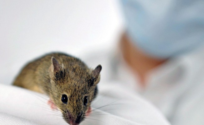 Учени удължиха живота на мишки с 35%