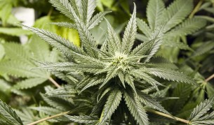 Италианската армия ще отглежда канабис