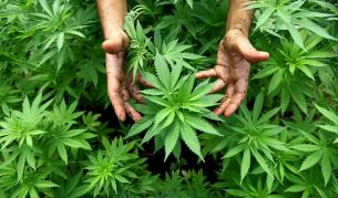 Албанци минираха селото си, за да си пазят марухуаната