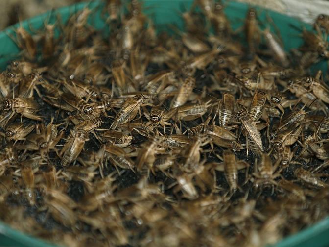  Насекомите участват в менюто на тайландците от епохи насам. През последните 15 години Тайланд е един от водачите в селското стопанство с инсекти, като страната изнася приблизително към 750 тона инсекти годишно - основно щурци, палмови хоботници и бамбукови гъсеници. 