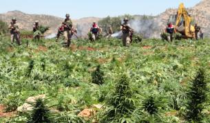 Ферма за канабис в Турция