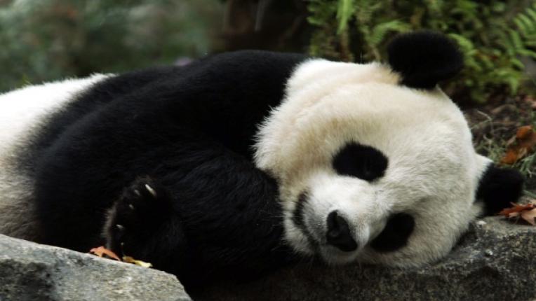 панда безсъние уикенд