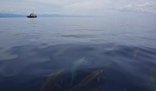 Обучени делфини ще откриват мини в Хърватия