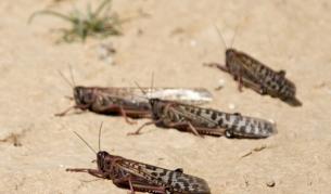 Проект за брашно от скакалци спечели милион долара