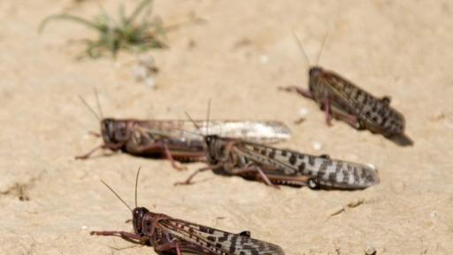  Нова злина без казус се задава в Африка 