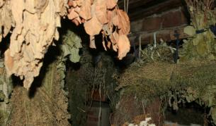 Дете почина след натравяне с билкова отвара