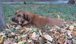 Намериха 7 мъртви кучета на централна улица в Силистра