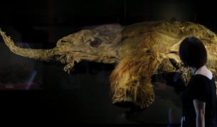 Учени ще съставят атлас на мозъка на мамута