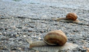 Ако се вярва на охлювите, зимата ще е сравнително мека