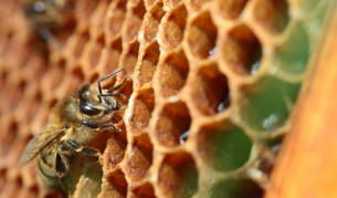 Пчелите са с изключително генетично разнообразие