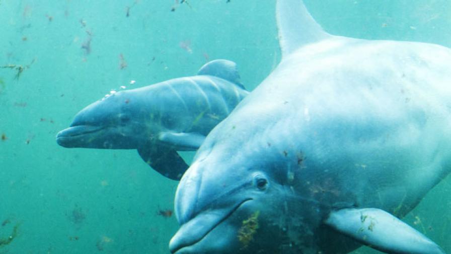 Близо 40 делфина се самоубиха край Нова Зеландия