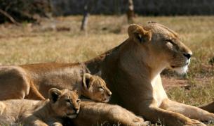 Учени: Губим големите си хищници в глобален мащаб